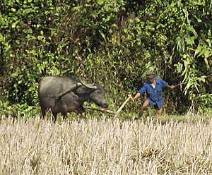 Water Buffalo at Field Work by Asienreisender